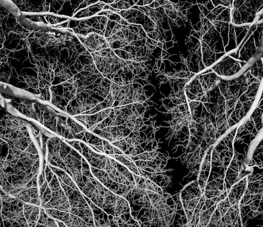 전남 충남 경기 부산에 뿌리산업 특화단지 신규 지정 grayscale photo of leafless tree