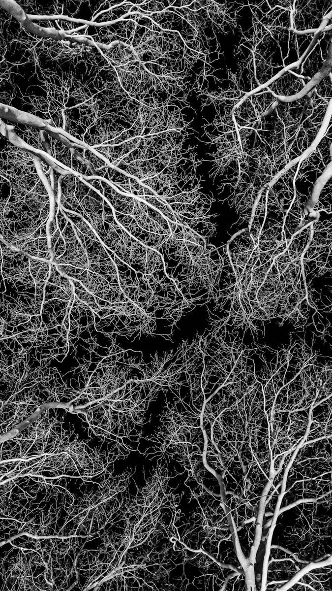 Photo by Wilhelm Gunkel grayscale photo of leafless tree