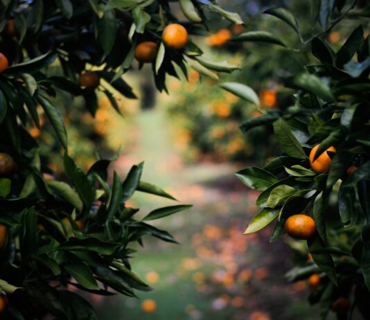 제철 음식과 필라테스를 결합한 건강법 physalis fruits