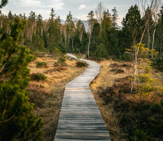 걷기 명상, 피로를 씻는 감각 훈련 wooden pathway near forest during daytime