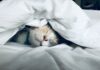 숙면, 건강 트렌드의 중심으로… 한국인의 실천 루틴 제안 white cat sleeps under white comforter
