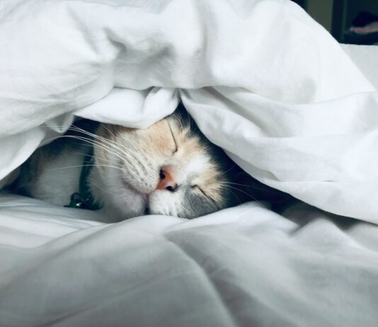 숙면, 건강 트렌드의 중심으로… 한국인의 실천 루틴 제안 white cat sleeps under white comforter