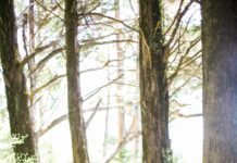‘나를 돌보기’가 우선… 일상 속 정신건강 챙기는 새로운 습관 뜬다 people walking on dirt road between trees during daytime