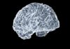 “작은 습관이 쌓이면 뇌도 건강해진다…일상 속 뇌 활력 지키는 법” a close up of a human brain on a black background