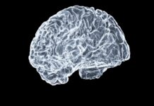 “작은 습관이 쌓이면 뇌도 건강해진다…일상 속 뇌 활력 지키는 법” a close up of a human brain on a black background