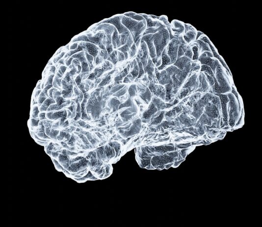 “작은 습관이 쌓이면 뇌도 건강해진다…일상 속 뇌 활력 지키는 법” a close up of a human brain on a black background