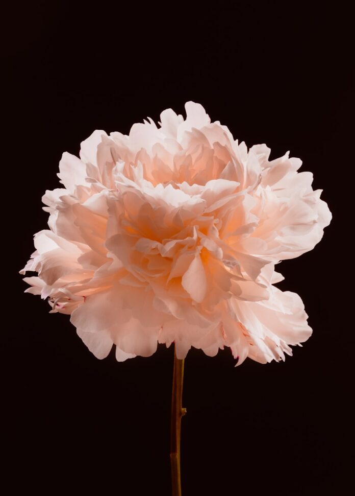 Light pink peony flower against a dark background.
